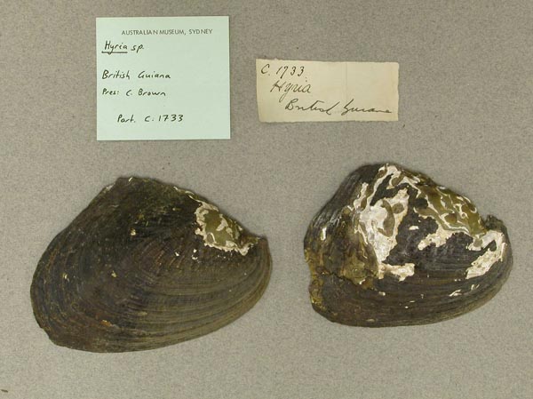 specimen