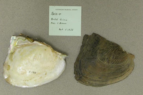 specimen
