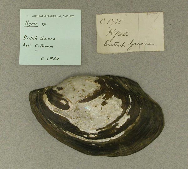 specimen