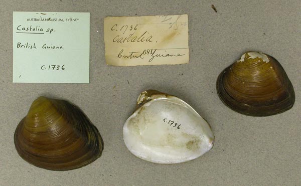 specimen