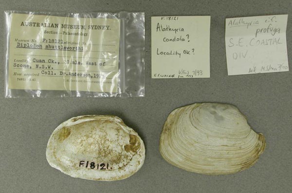 specimen