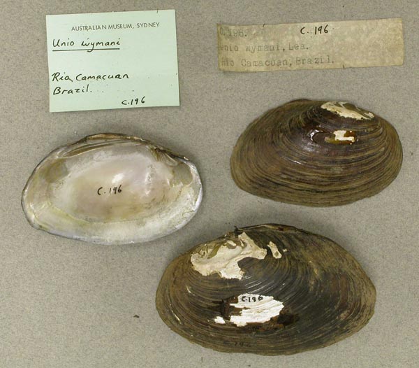specimen