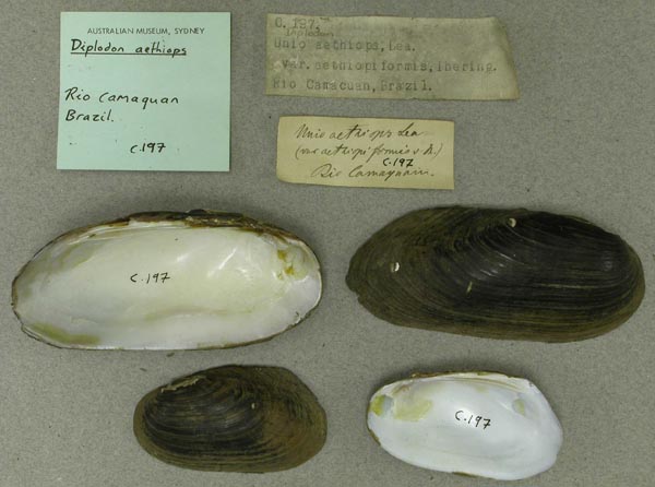specimen