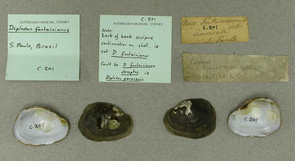 specimen