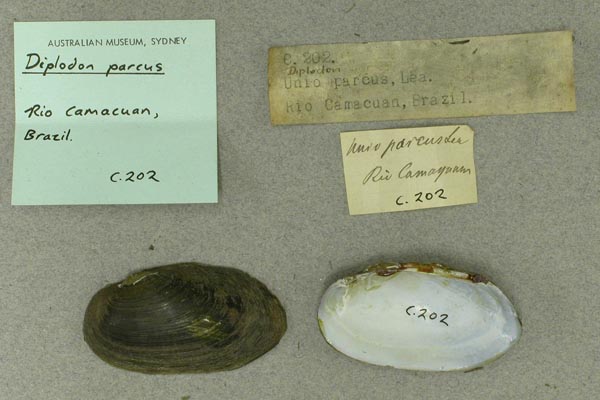 image of lot AMS_202 image of lot AMS_202