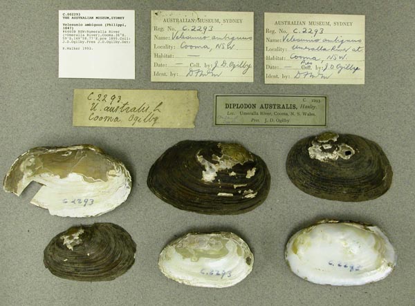 specimen