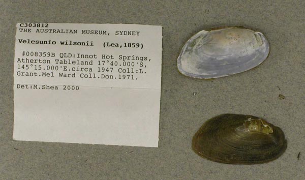 specimen