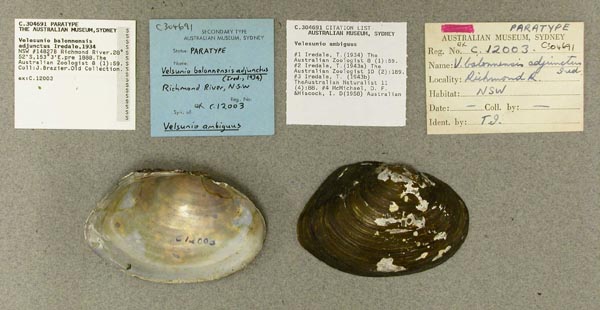 specimen