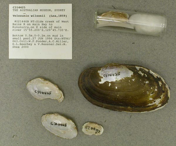 specimen