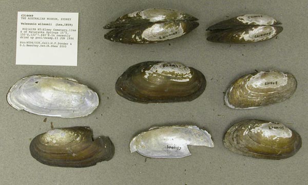 specimen