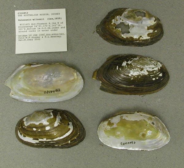 specimen