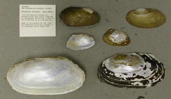 specimen