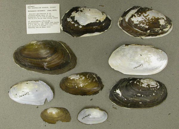 specimen
