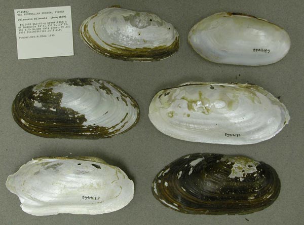 specimen