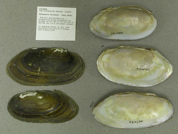 specimen
