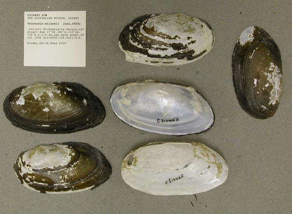 specimen