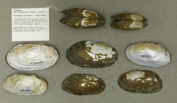 specimen