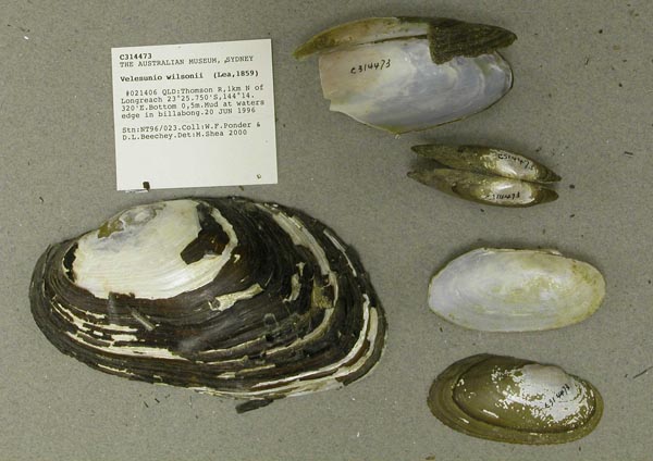 specimen