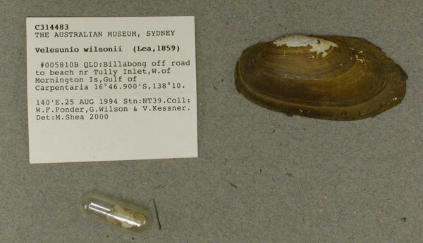 specimen