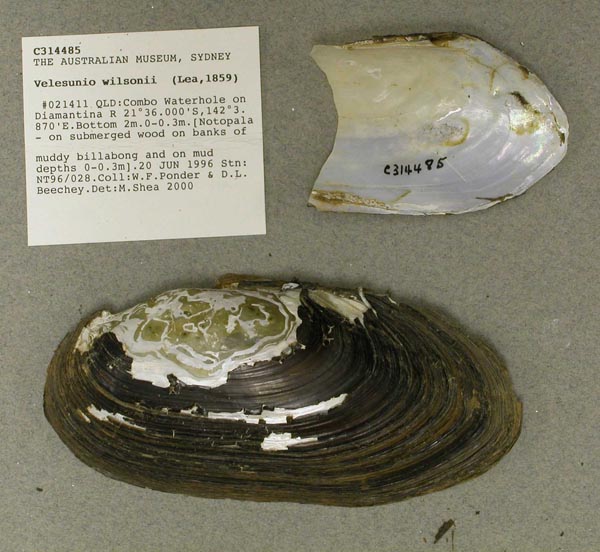 specimen