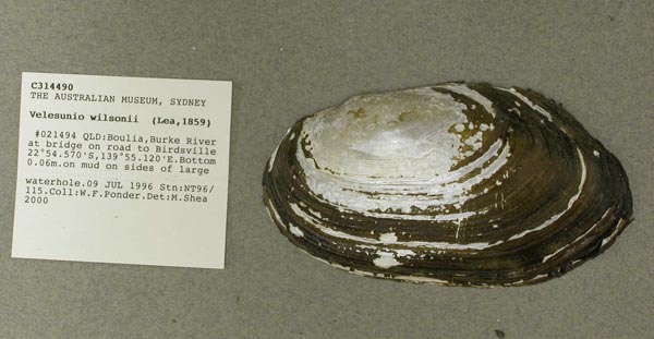 specimen