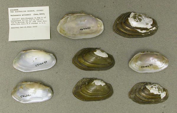 specimen