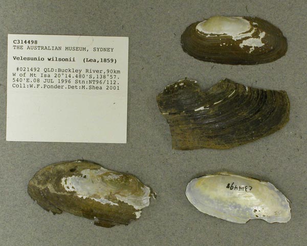 specimen