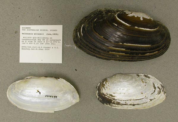 specimen