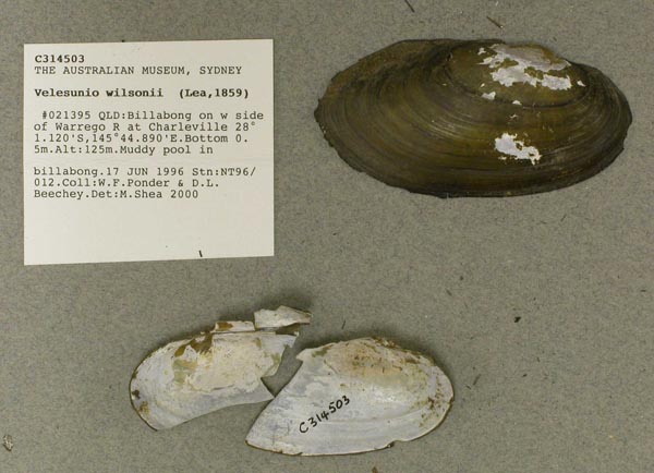 specimen