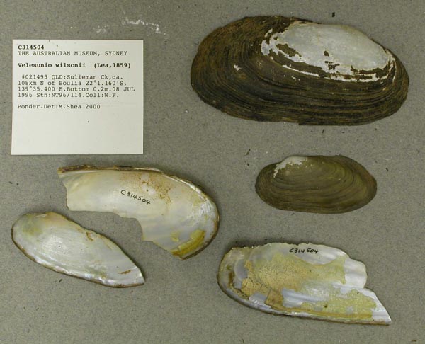 specimen
