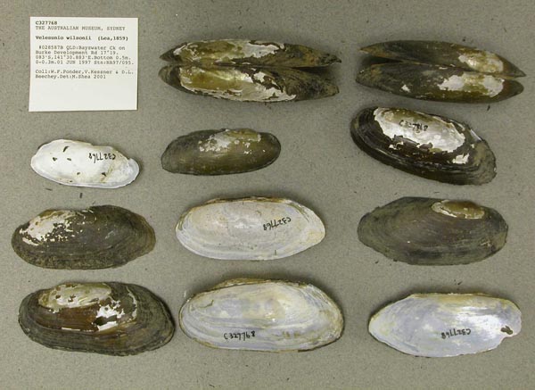 specimen