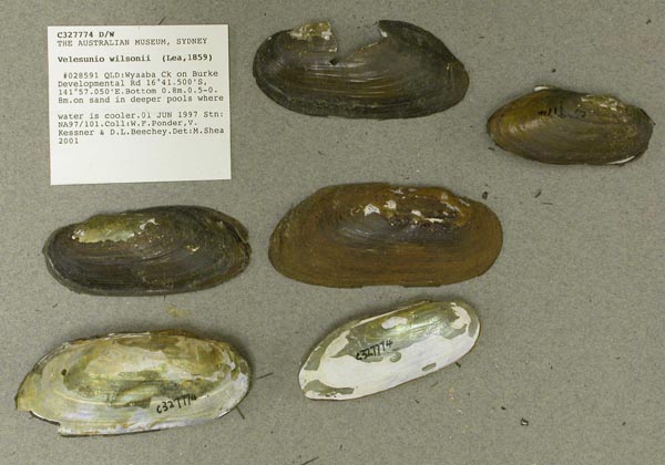 specimen