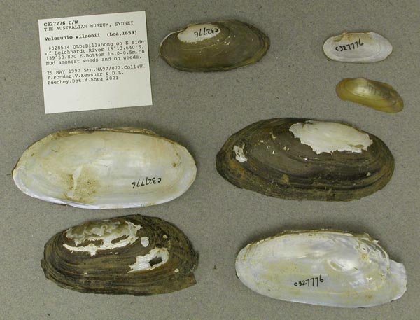 specimen