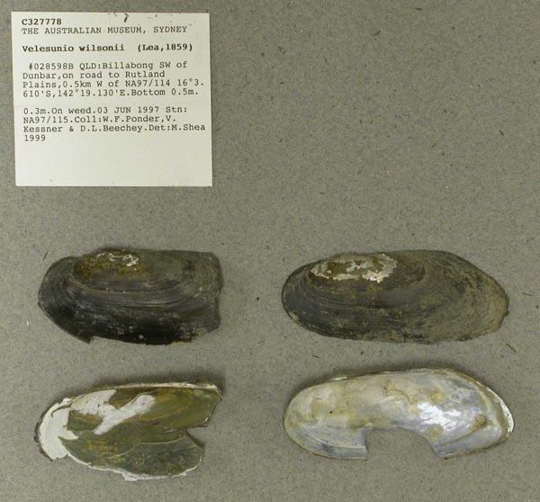 specimen