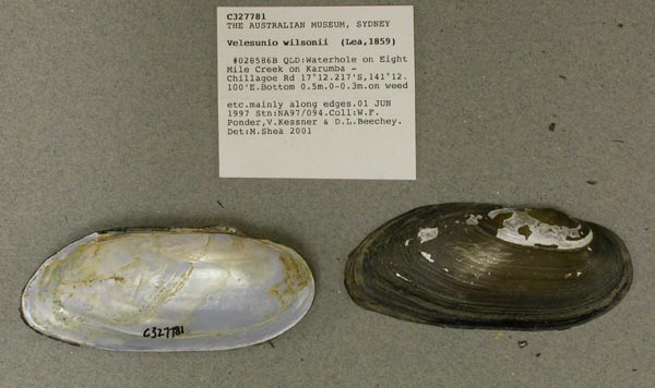 specimen