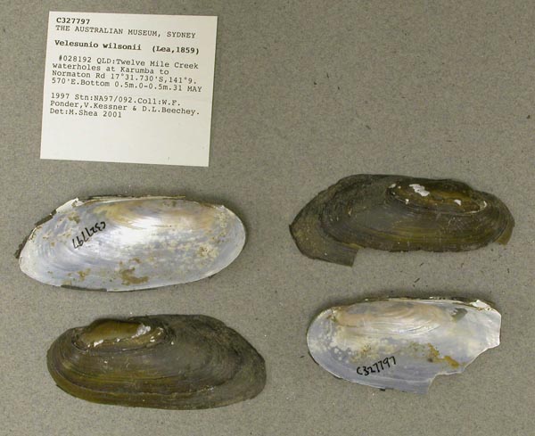 specimen