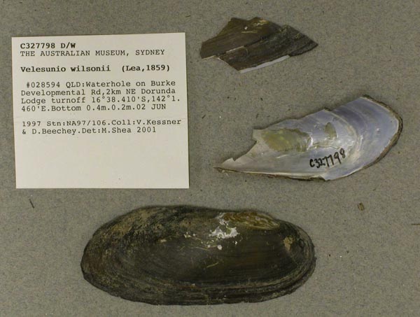specimen