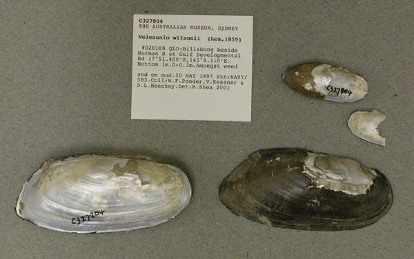 specimen