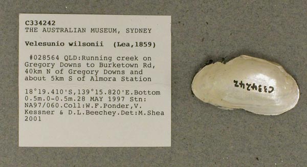 specimen
