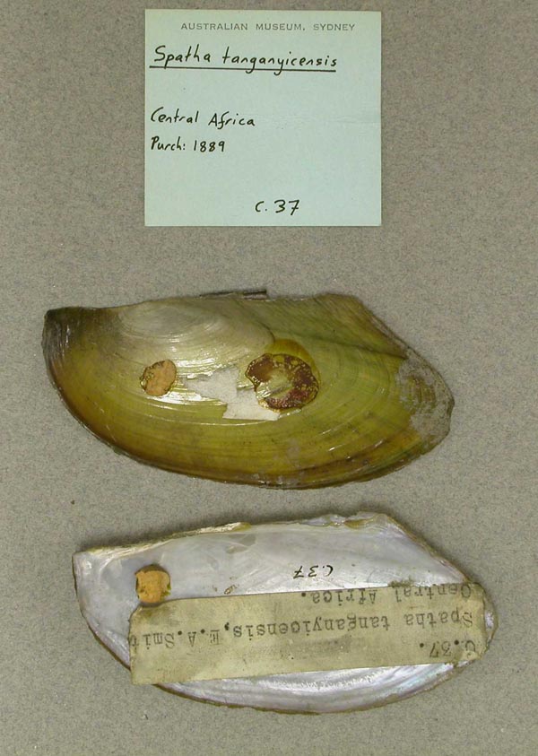 specimen