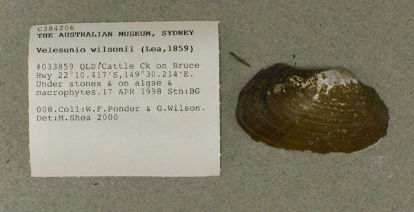 specimen