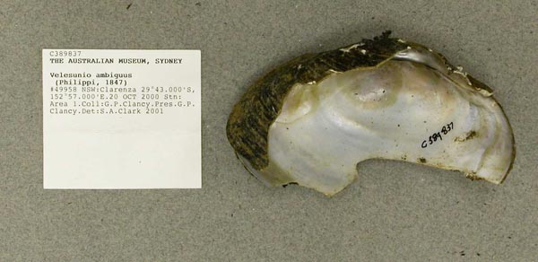 specimen