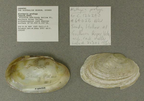 specimen
