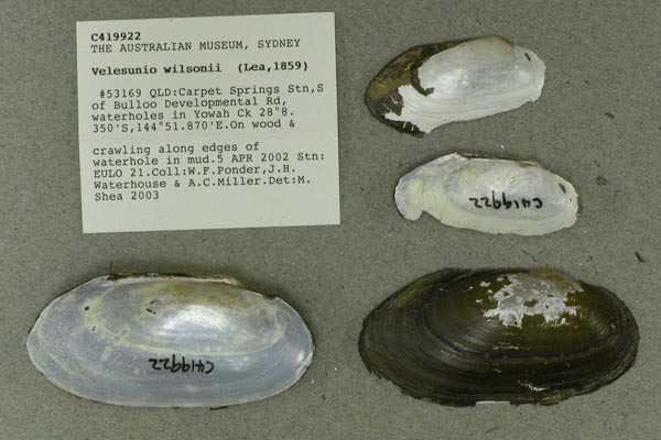specimen