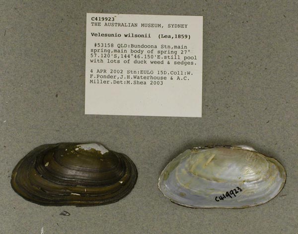 specimen