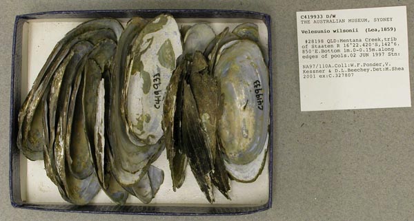 specimen
