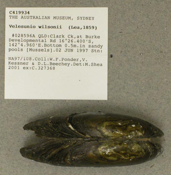 specimen