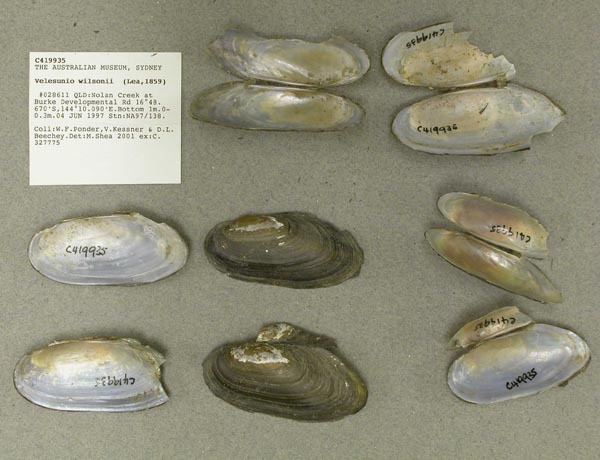 specimen