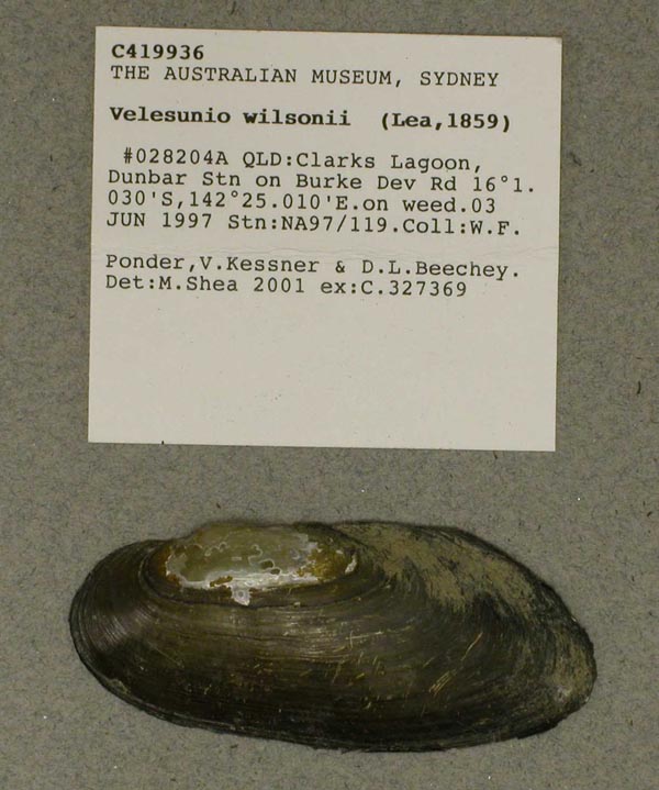 specimen