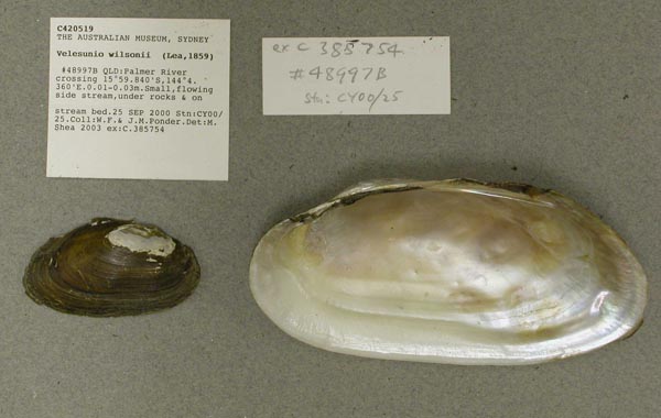 specimen